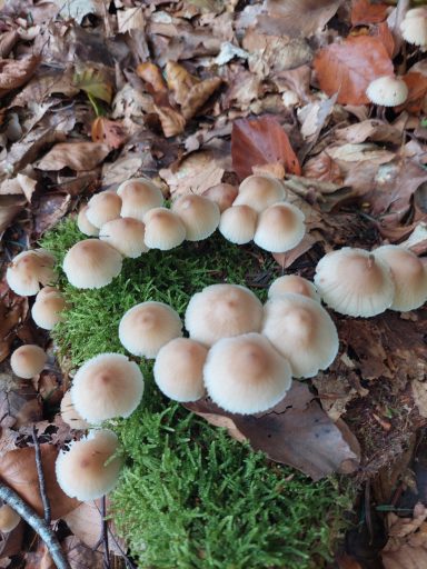Gruppierung von Pilzen auf moosbedecktem Boden mit Laub im Hintergrund.